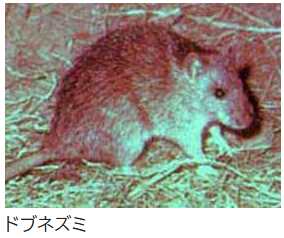 ドブネズミ
