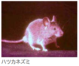 ハツカネズミ