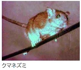 クマネズミ