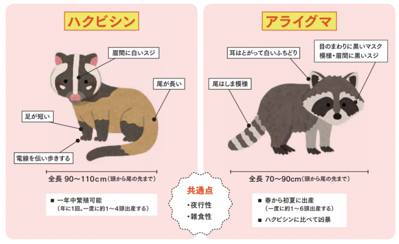 ハクビシン アライグマ 駆除
